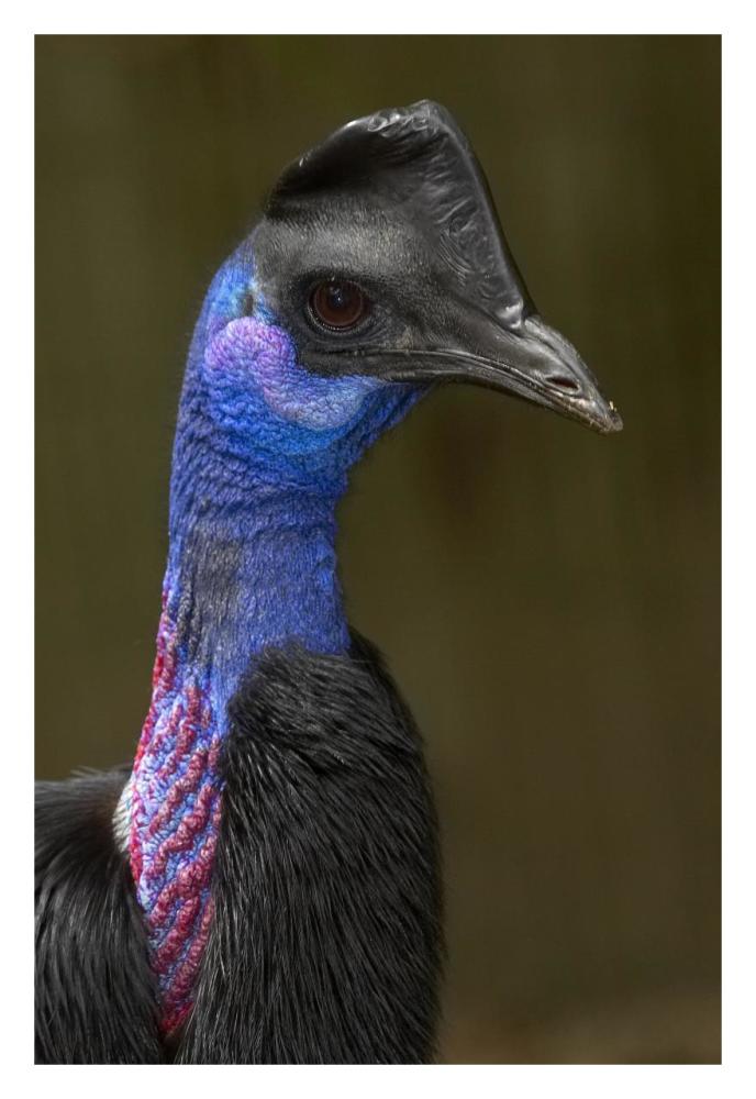 Dwarf Cassowary portrait, native to New Guinea-Paper Art-22"x32"