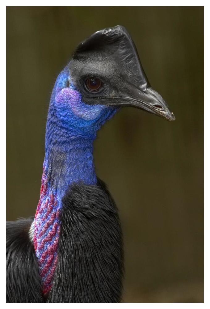 Dwarf Cassowary portrait, native to New Guinea-Paper Art-34"x50"