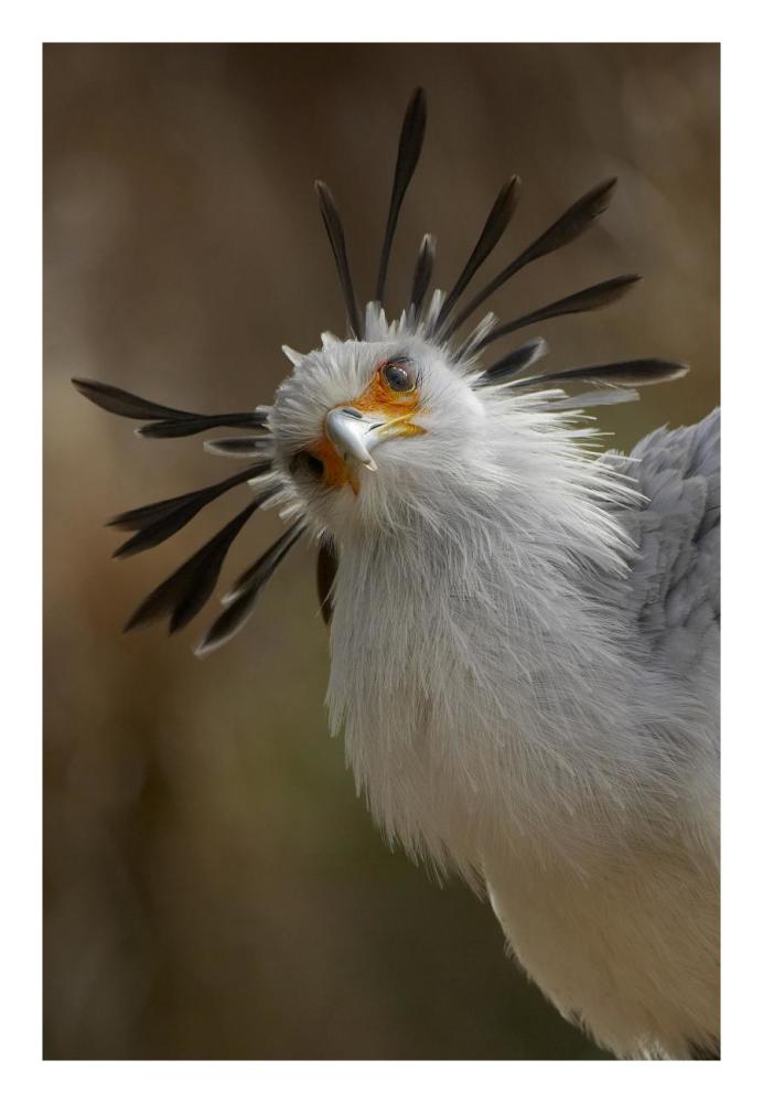 Secretary Bird portrait, native to Africa-Paper Art-18"x26"