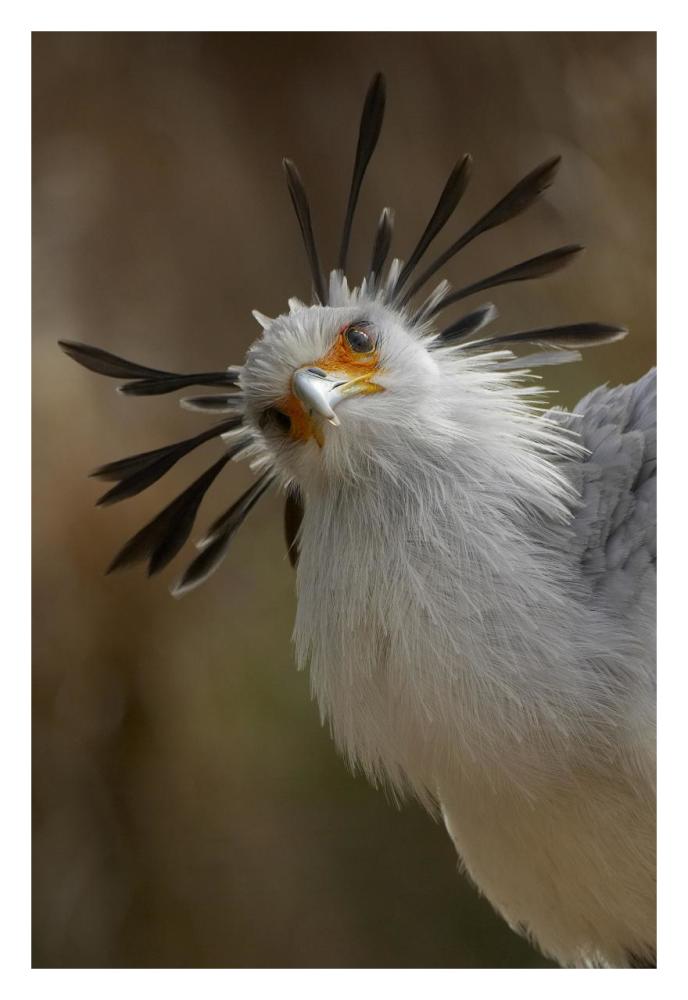Secretary Bird portrait, native to Africa-Paper Art-22"x32"