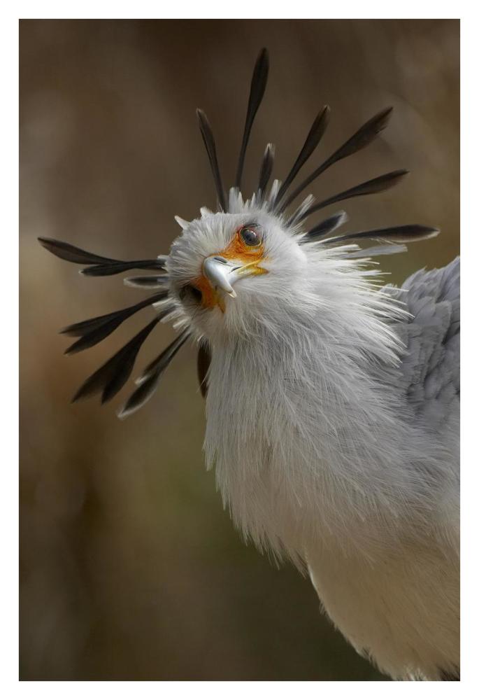 Secretary Bird portrait, native to Africa-Paper Art-26"x38"