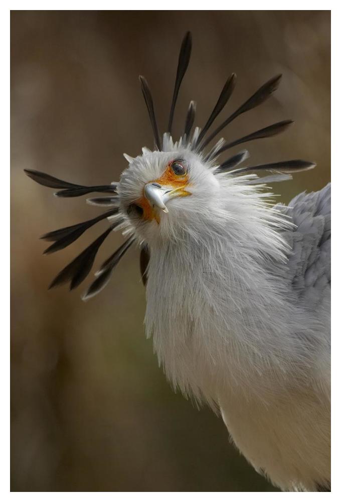 Secretary Bird portrait, native to Africa-Paper Art-34"x50"