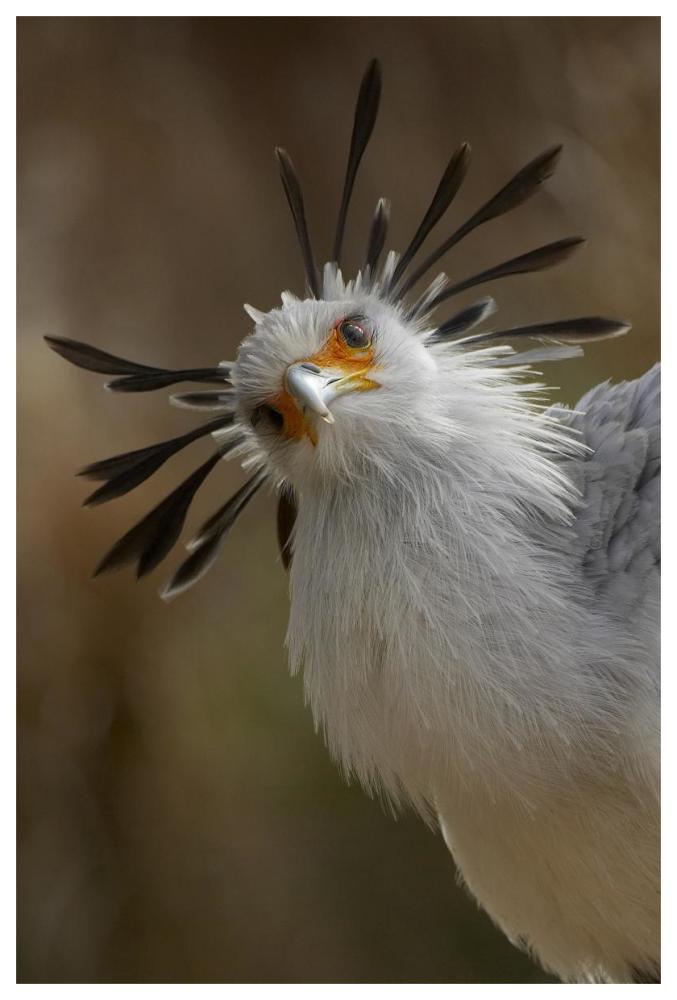 Secretary Bird portrait, native to Africa-Paper Art-42"x62"
