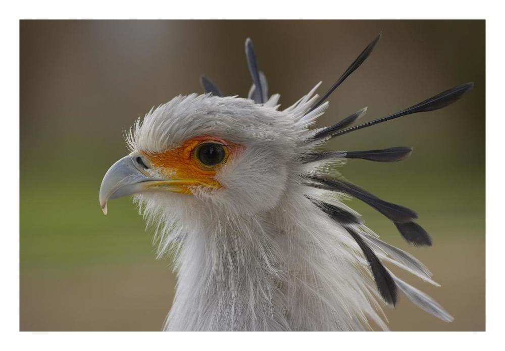 Secretary Bird portrait, native to Africa-Paper Art-26"x18"