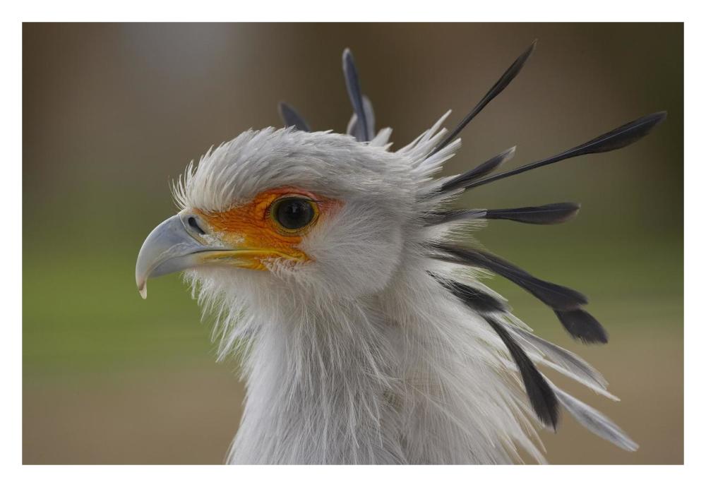 Secretary Bird portrait, native to Africa-Paper Art-32"x22"
