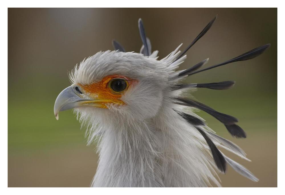 Secretary Bird portrait, native to Africa-Paper Art-38"x26"