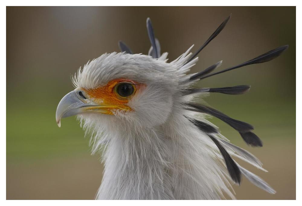 Secretary Bird portrait, native to Africa-Paper Art-50"x34"