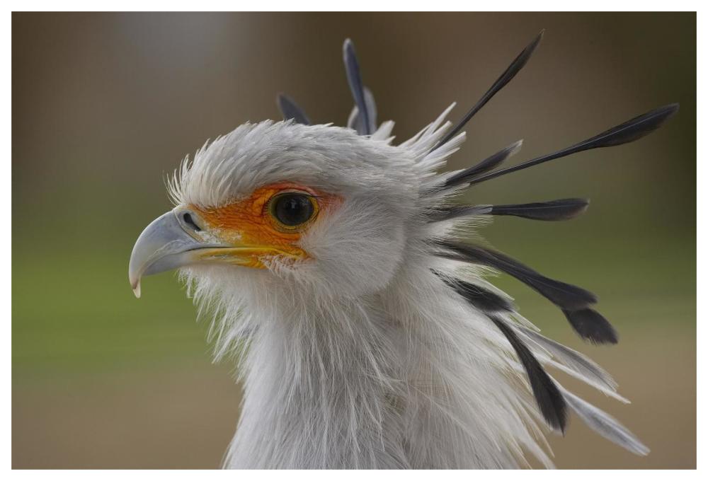 Secretary Bird portrait, native to Africa-Paper Art-62"x42"