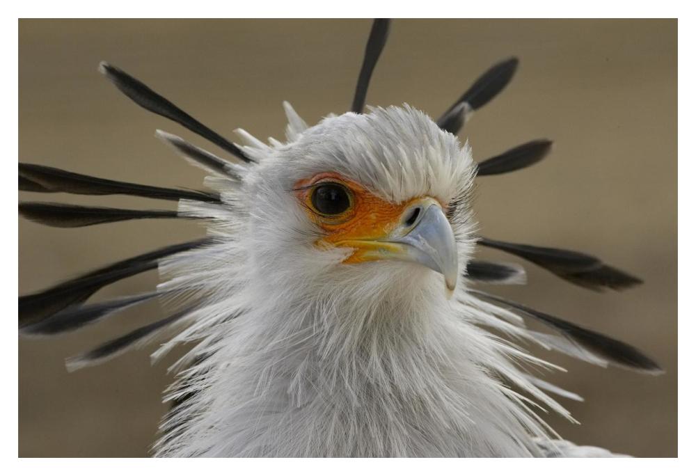 Secretary Bird portrait, native to Africa-Paper Art-20"x14"