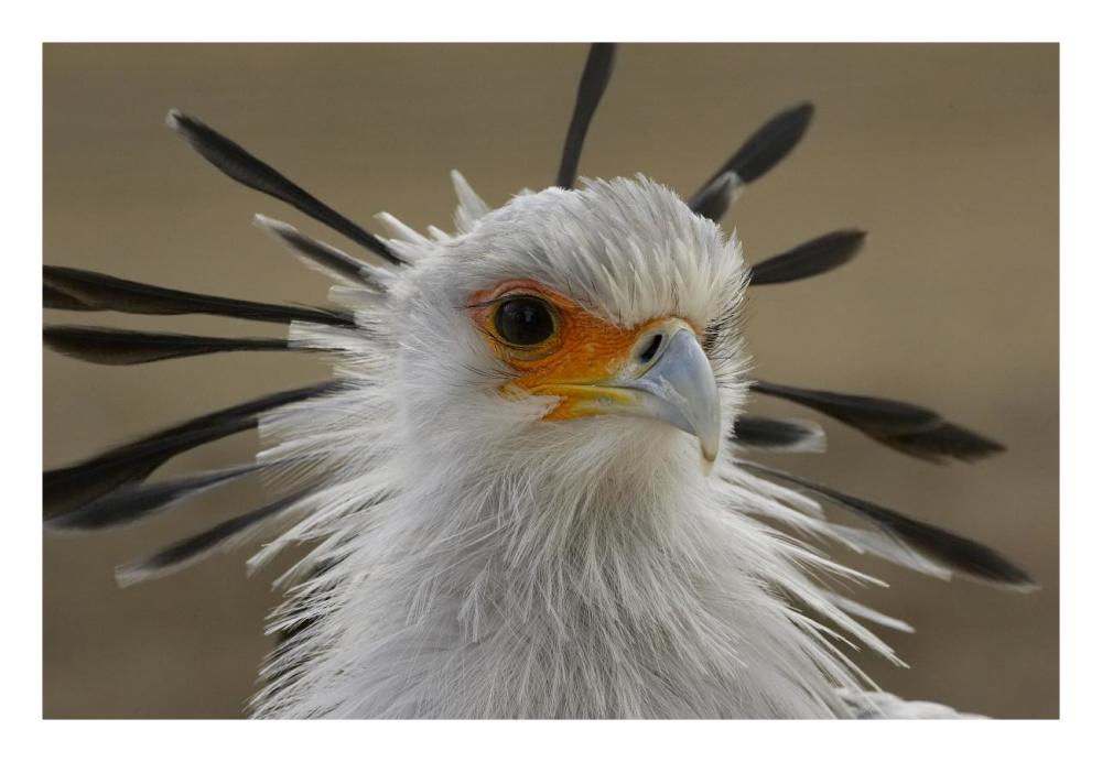 Secretary Bird portrait, native to Africa-Paper Art-26"x18"