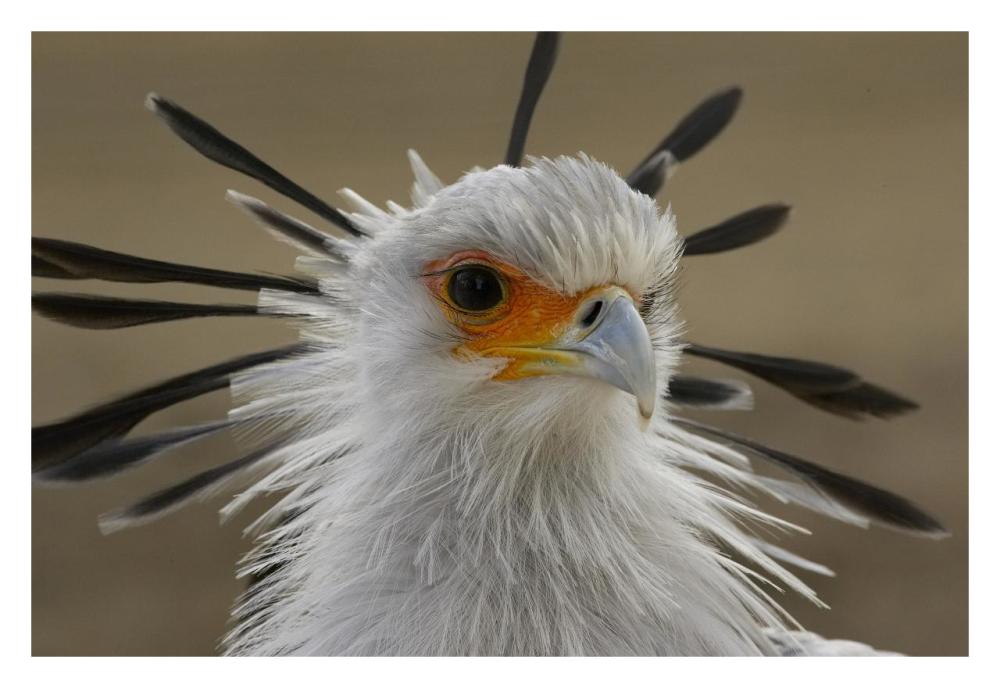 Secretary Bird portrait, native to Africa-Paper Art-32"x22"