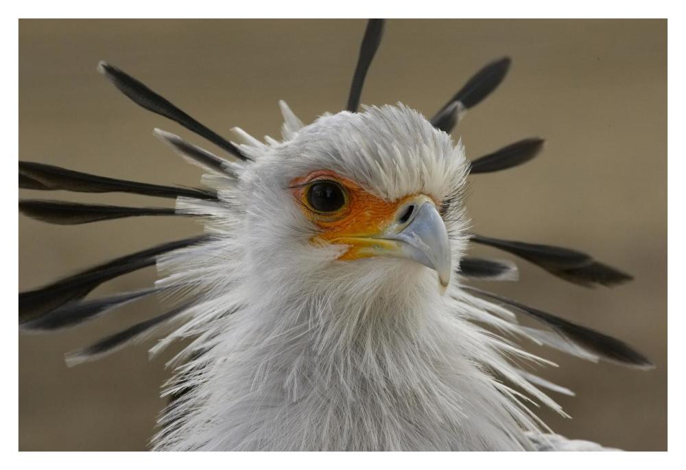 Secretary Bird portrait, native to Africa-Paper Art-38"x26"