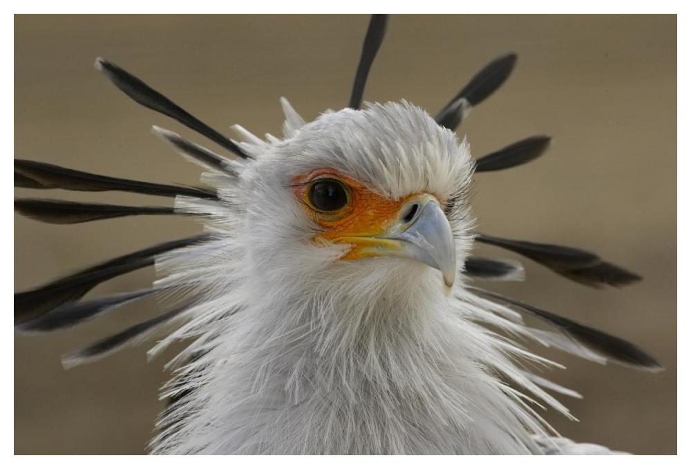 Secretary Bird portrait, native to Africa-Paper Art-50"x34"