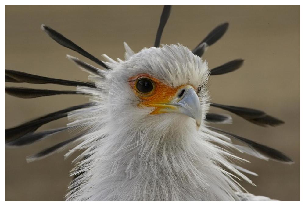 Secretary Bird portrait, native to Africa-Paper Art-62"x42"