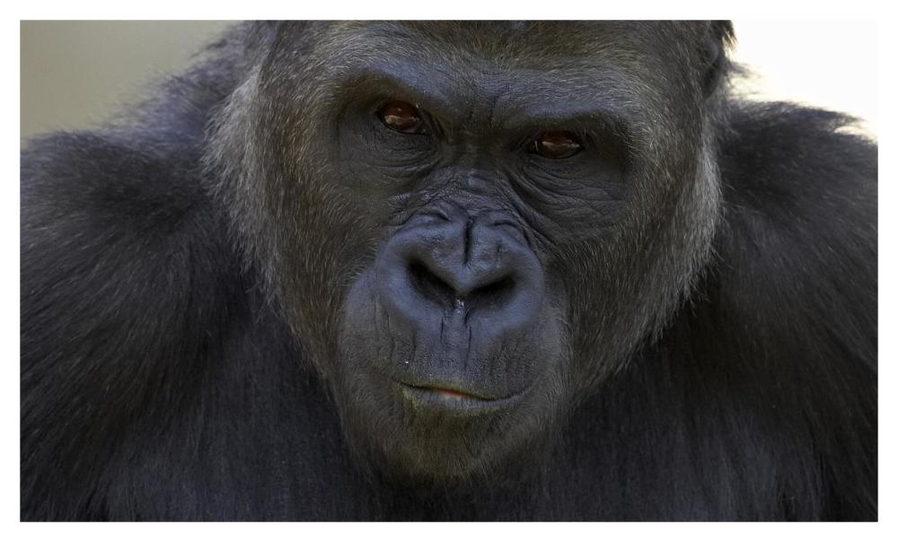 Western Lowland Gorilla portrait, native to Africa-Paper Art-46"x27.96"