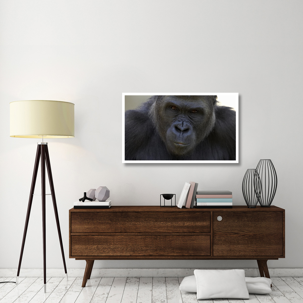 Western Lowland Gorilla portrait, native to Africa-Paper Art-46&quotx27.96"