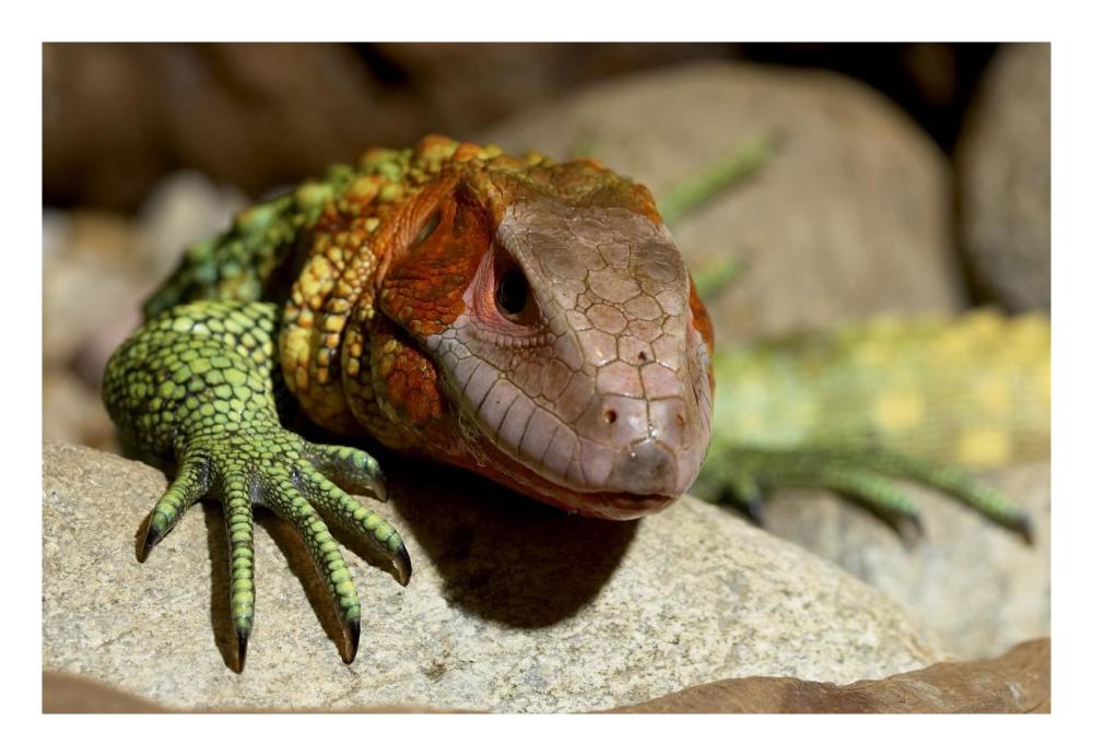 Guyana Caiman Lizard portrait, native to Guyana-Paper Art-26"x18"
