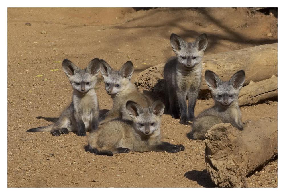 Bat-eared Fox group of five pups, native to Africa-Paper Art-20"x14"
