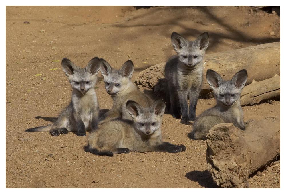 Bat-eared Fox group of five pups, native to Africa-Paper Art-50"x34"