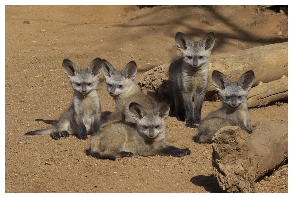 Bat-eared Fox group of five pups, native to Africa-Paper Art-62"x42"