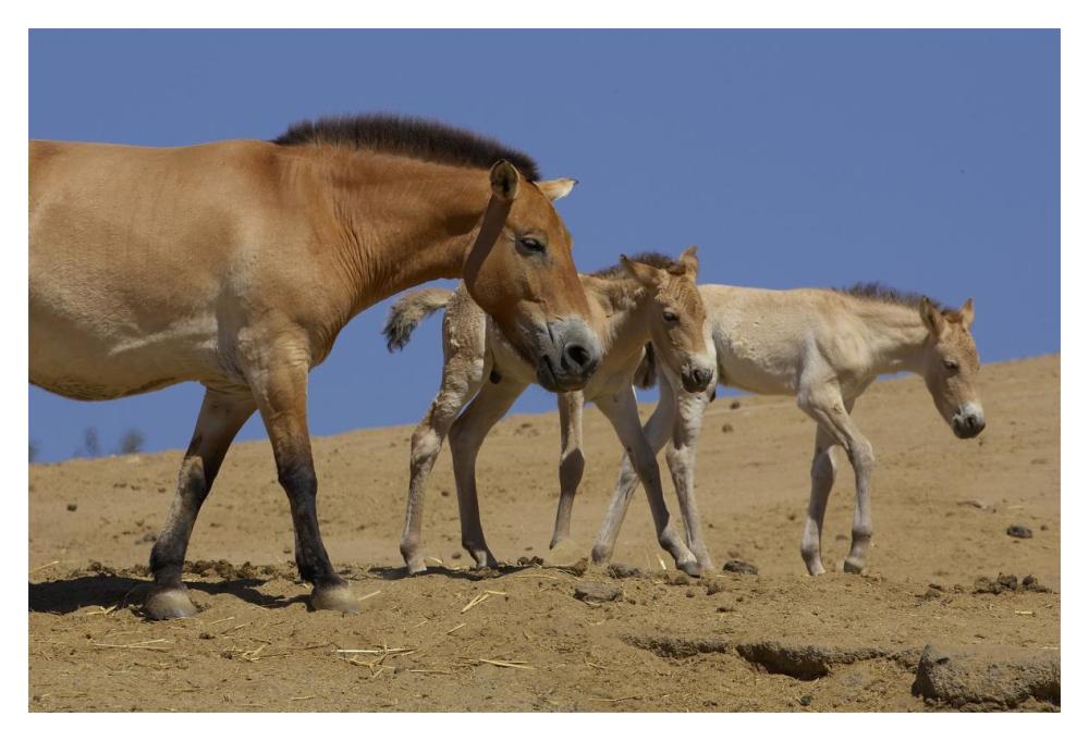 Przewalski's Horse adult with two foals, native to China-Paper Art-20"x14"