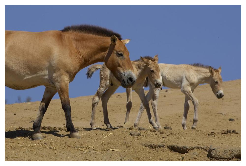 Przewalski's Horse adult with two foals, native to China-Paper Art-50"x34"