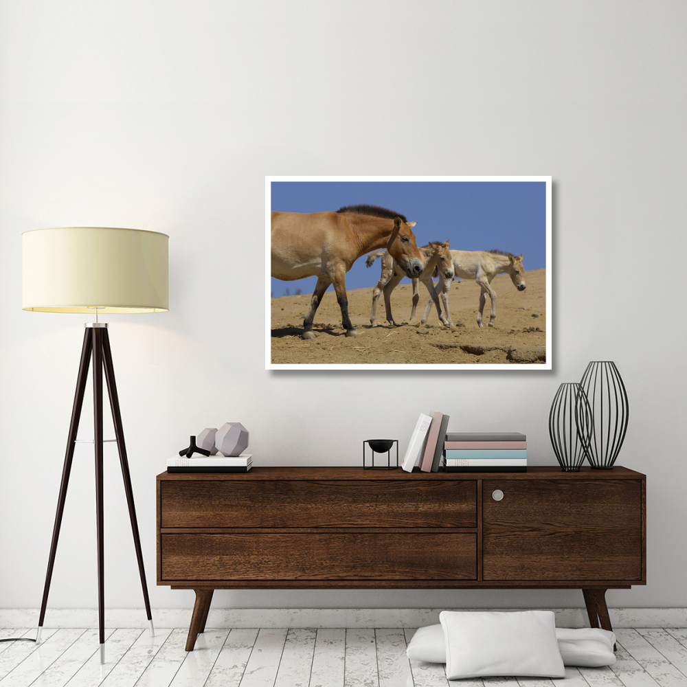 Przewalski's Horse adult with two foals, native to China-Paper Art-50&quotx34"