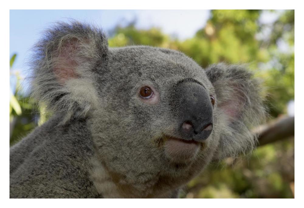 Koala portrait, native to Australia-Paper Art-32"x22"