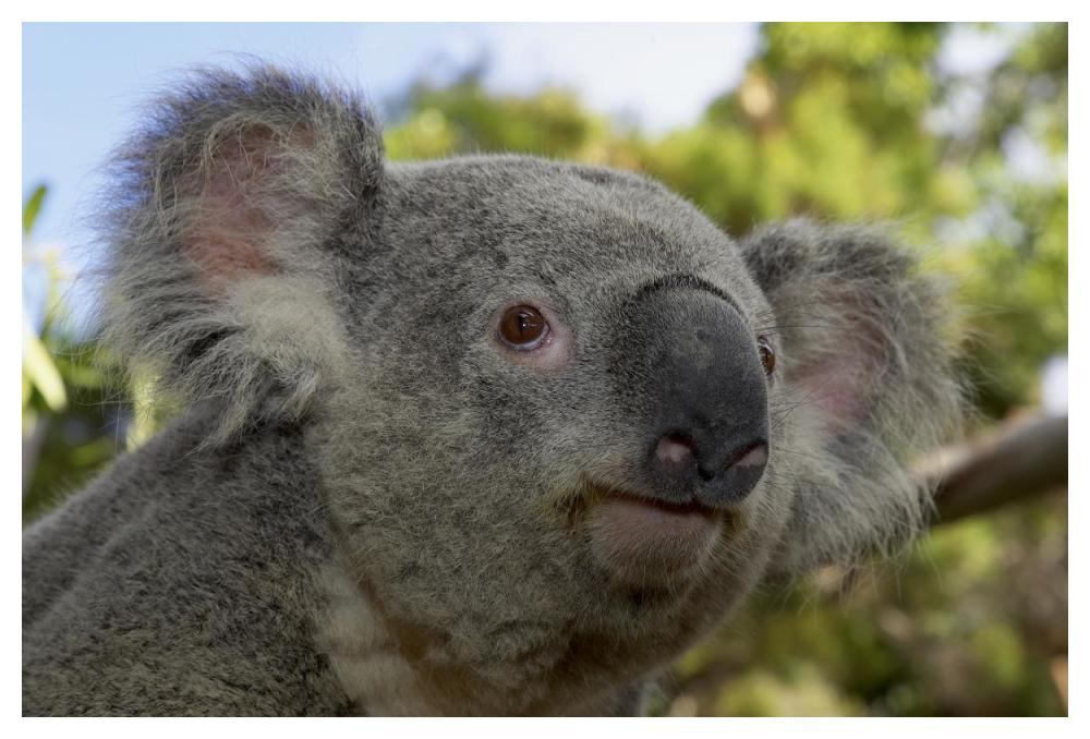 Koala portrait, native to Australia-Paper Art-50"x34"
