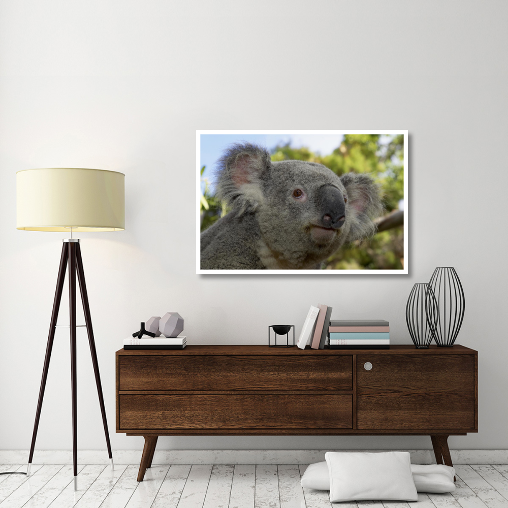 Koala portrait, native to Australia-Paper Art-50&quotx34"