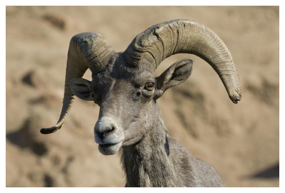 Bighorn Sheep male, native to North America-Paper Art-50"x34"