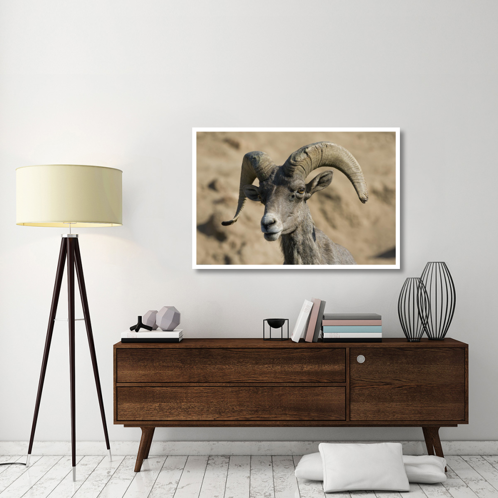 Bighorn Sheep male, native to North America-Paper Art-50&quotx34"