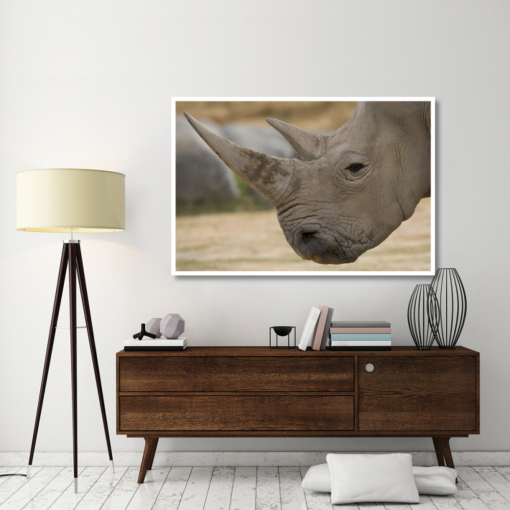 White Rhinoceros portrait showing horns, native to Africa-Paper Art-62&quotx42"