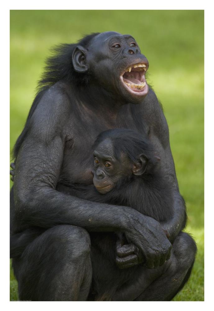 Bonobo mother and baby, native to Africa-Paper Art-22"x32"