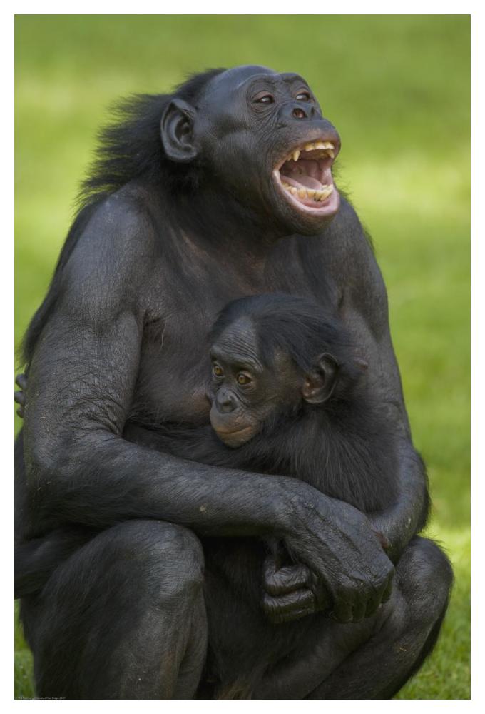 Bonobo mother and baby, native to Africa-Paper Art-34"x50"