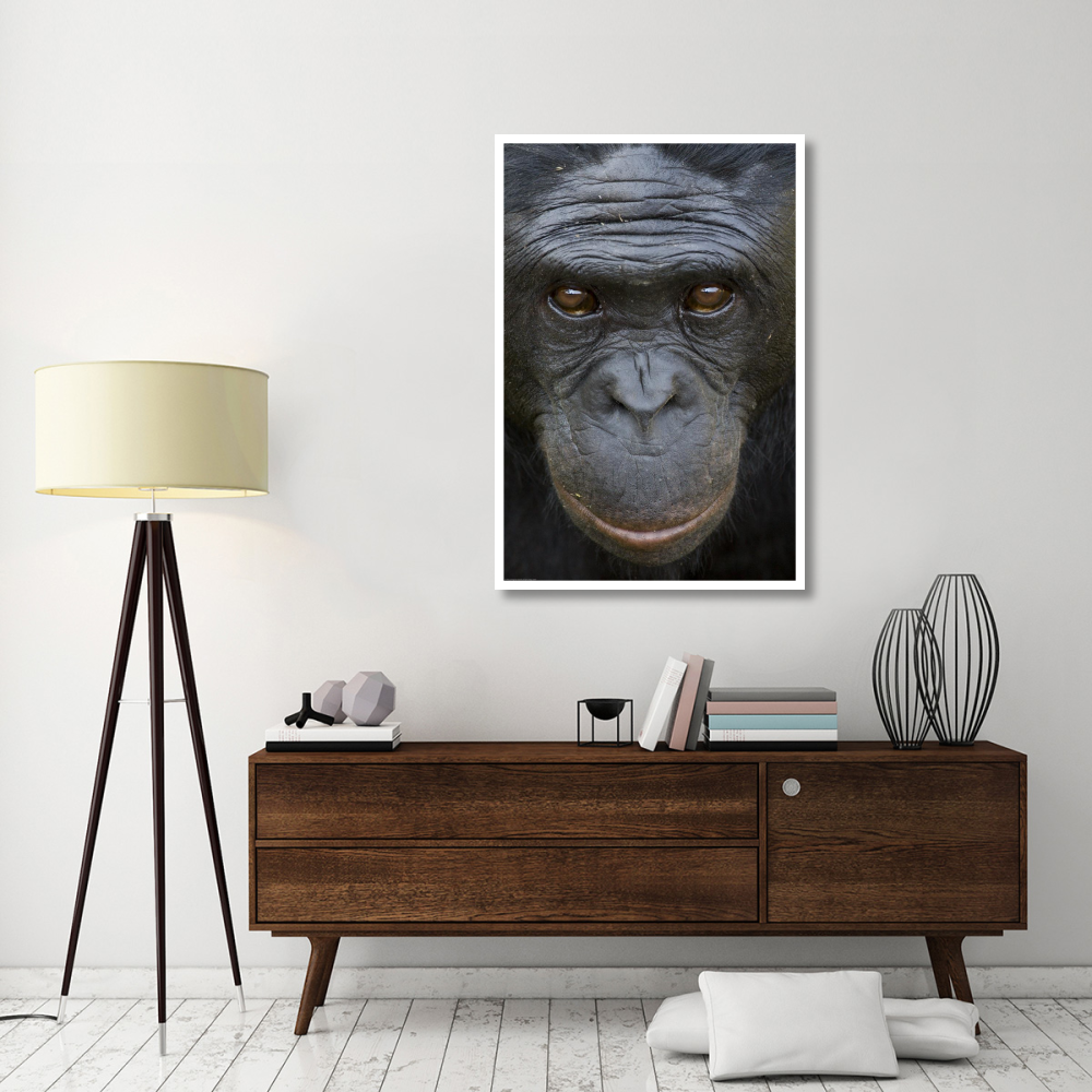 Bonobo portrait, native to Africa-Paper Art-34&quotx50"