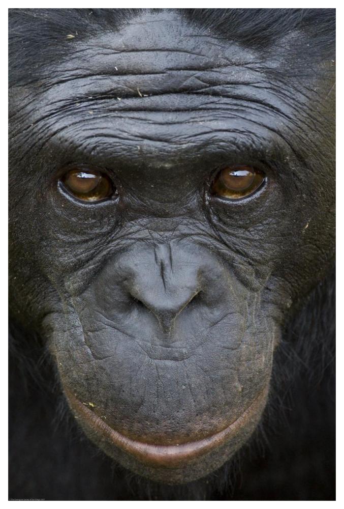 Bonobo portrait, native to Africa-Paper Art-42"x62"
