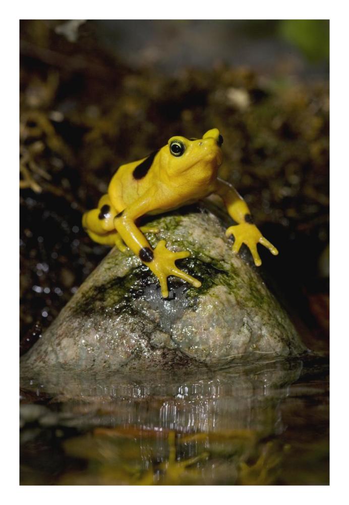 Panamanian Golden Frog, native to Panama-Paper Art-18"x26"