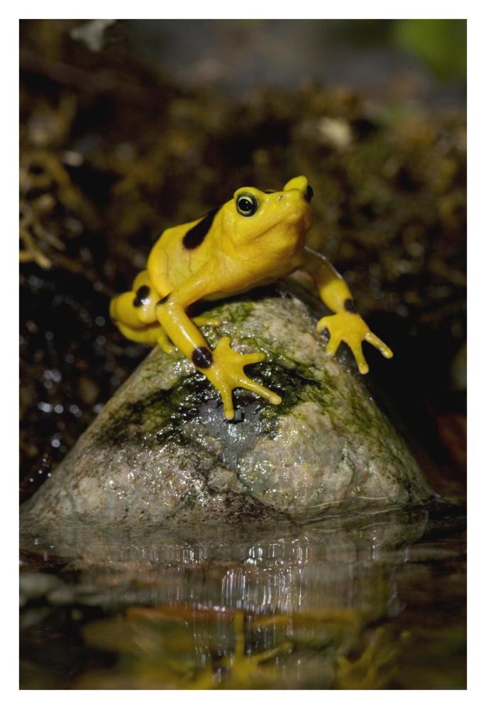 Panamanian Golden Frog, native to Panama-Paper Art-26"x38"