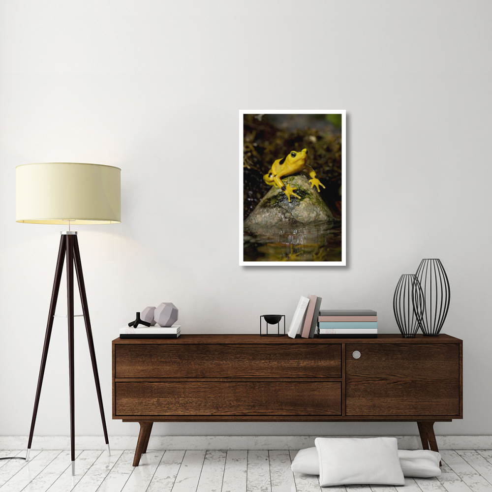 Panamanian Golden Frog, native to Panama-Paper Art-26&quotx38"