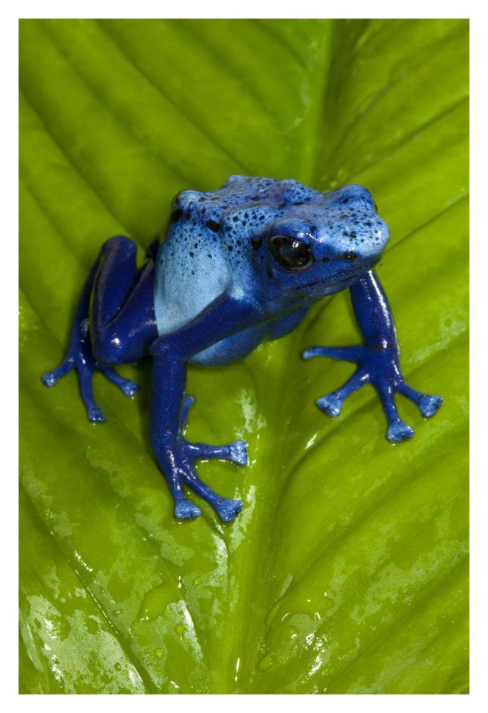 Blue Poison Dart Frog very tiny poisonous frog, native to South America-Paper Art-14"x20"