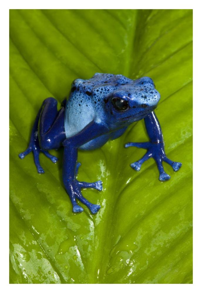 Blue Poison Dart Frog very tiny poisonous frog, native to South America-Paper Art-22"x32"