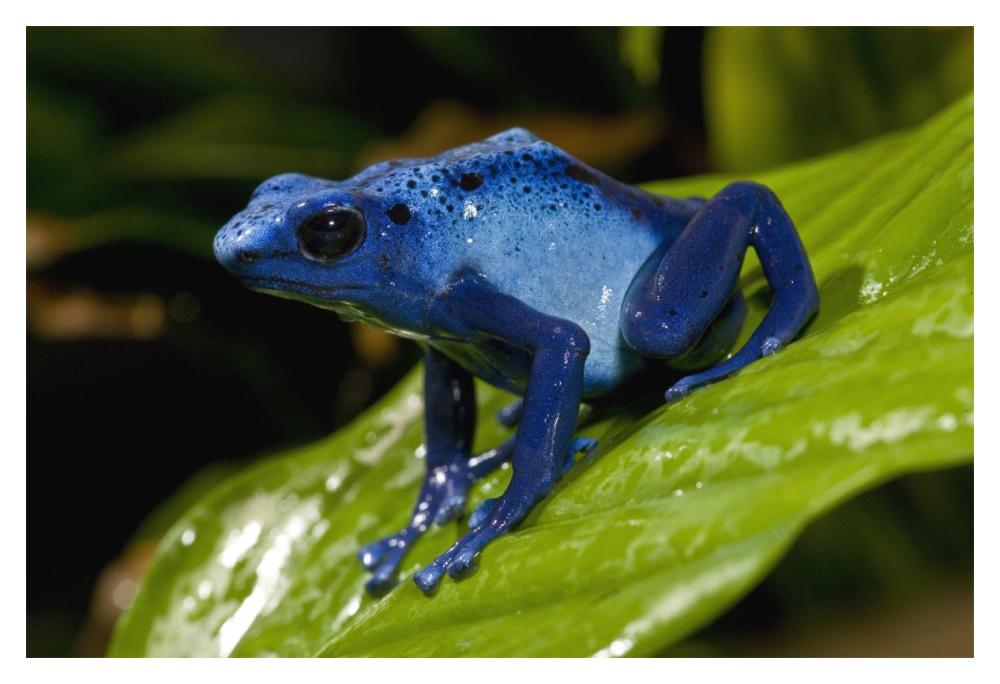Blue Poison Dart Frog very tiny poisonous frog, native to South America-Paper Art-20"x14"