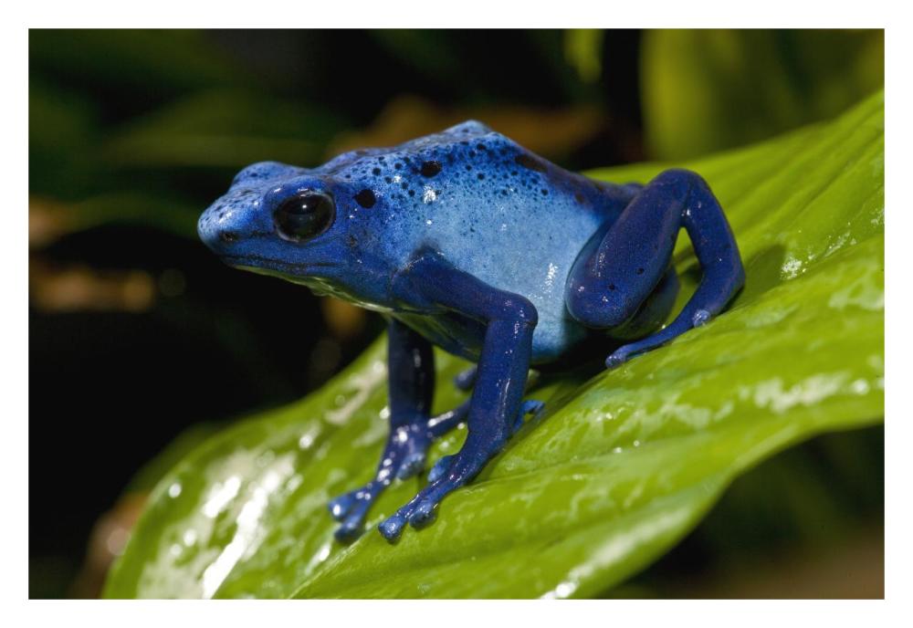 Blue Poison Dart Frog very tiny poisonous frog, native to South America-Paper Art-32"x22"
