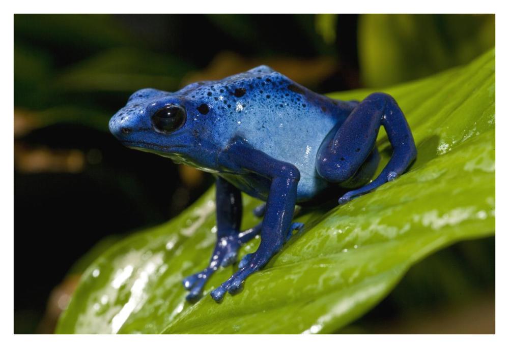 Blue Poison Dart Frog very tiny poisonous frog, native to South America-Paper Art-38"x26"