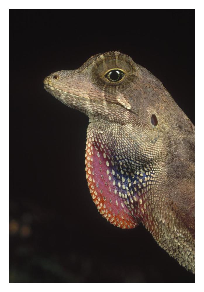 Anolis Lizard portrait, Peru-Paper Art-22"x32"