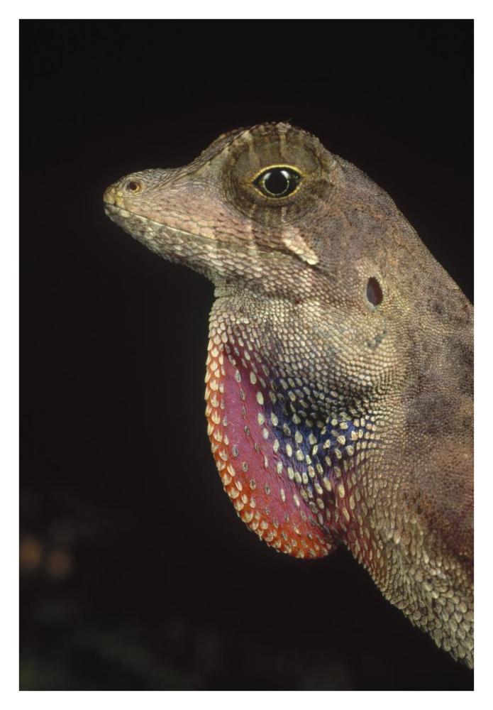Anolis Lizard portrait, Peru-Paper Art-26"x38"