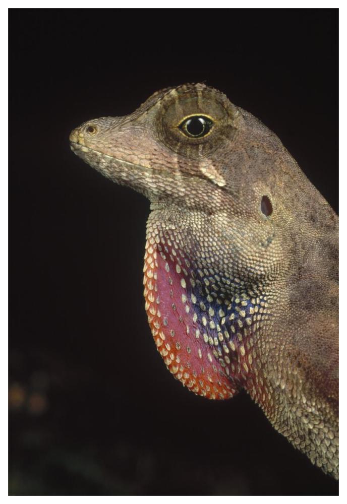 Anolis Lizard portrait, Peru-Paper Art-42"x62"