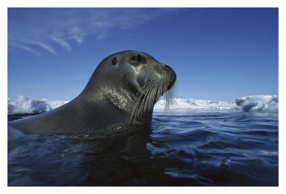 Bearded Seal surfacing, Svalbard, Norway-Paper Art-20"x14"