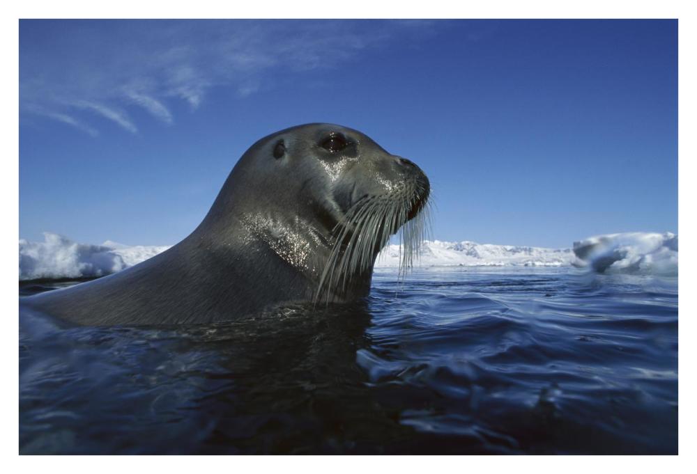 Bearded Seal surfacing, Svalbard, Norway-Paper Art-38"x26"